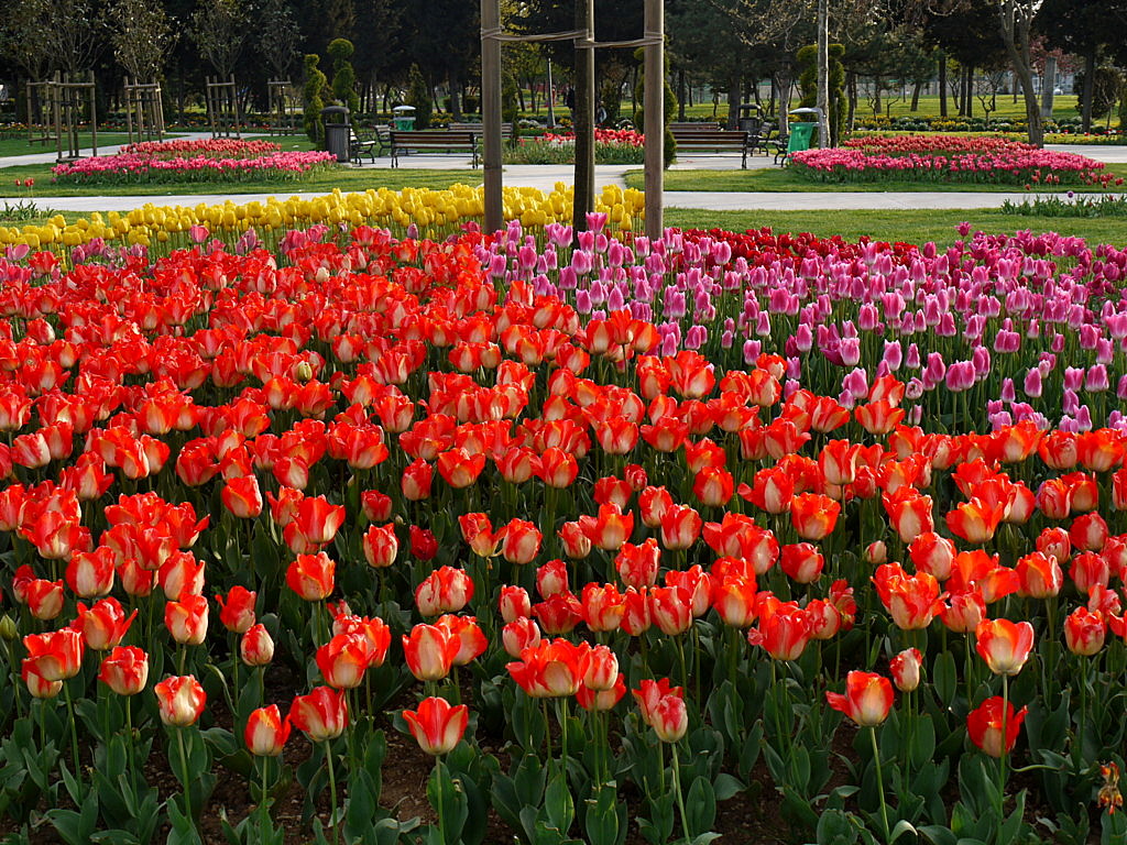 The tulip time in Istanbul